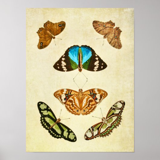 Vintager Schmetterling Print 196 Poster (Vorne)