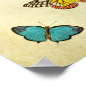 Vintager Schmetterling Print 201 Poster (Ecke)