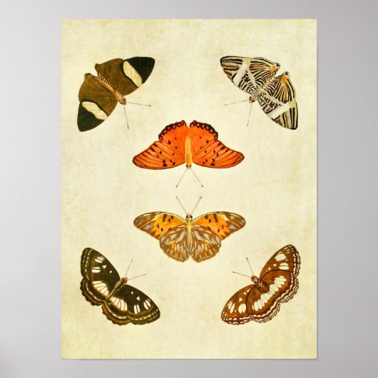 Vintager Schmetterling Print 212 Poster (Vorne)