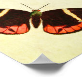 Vintager Schmetterling Print 223 Poster (Ecke)