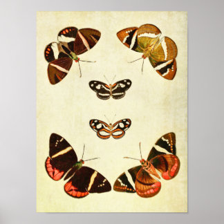 Vintager Schmetterling Print 223 Poster