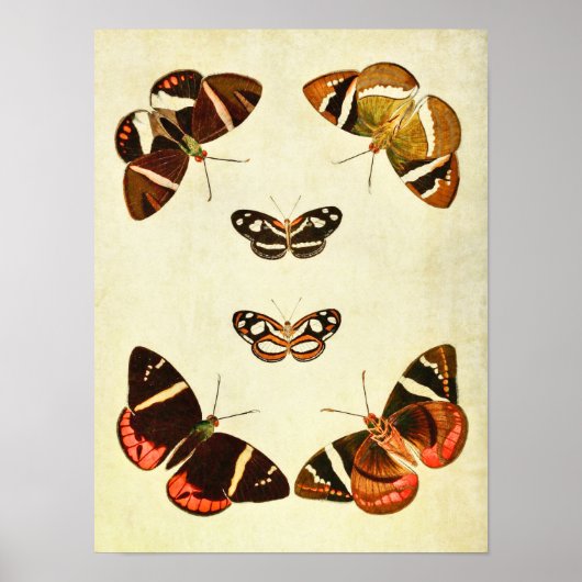 Vintager Schmetterling Print 223 Poster (Vorne)