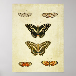 Vintager Schmetterling Print 231 Poster