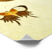Vintager Schmetterling Print 244 Poster (Ecke)