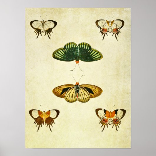 Vintager Schmetterling Print 244 Poster (Vorne)