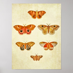 Vintager Schmetterling Print 249 Poster
