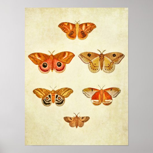 Vintager Schmetterling Print 249 Poster (Vorne)