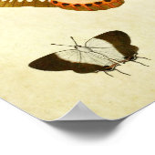 Vintager Schmetterling Print 254 Poster (Ecke)