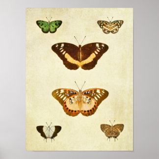 Vintager Schmetterling Print 254 Poster
