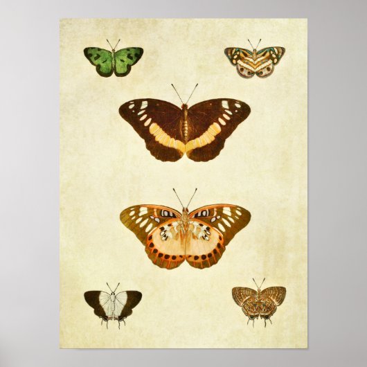 Vintager Schmetterling Print 254 Poster (Vorne)