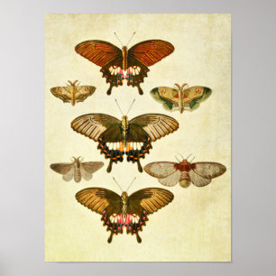 Vintager Schmetterling Print 265 Poster