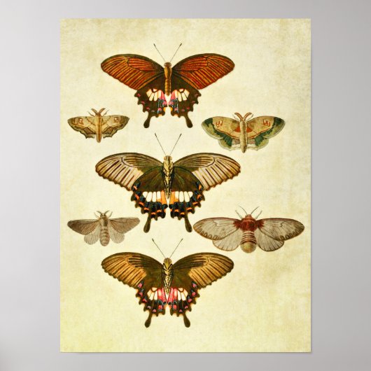 Vintager Schmetterling Print 265 Poster (Vorne)