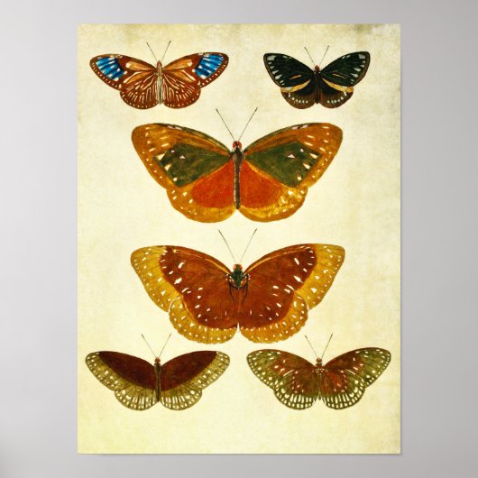 Vintager Schmetterling Print 266 Poster (Vorne)