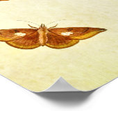 Vintager Schmetterling Print 267 Poster (Ecke)