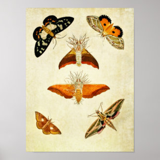 Vintager Schmetterling Print 267 Poster