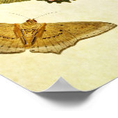 Vintager Schmetterling Print 269 Poster (Ecke)