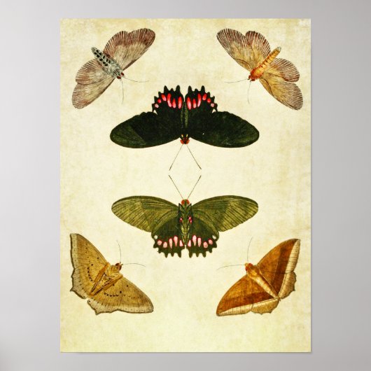 Vintager Schmetterling Print 269 Poster (Vorne)