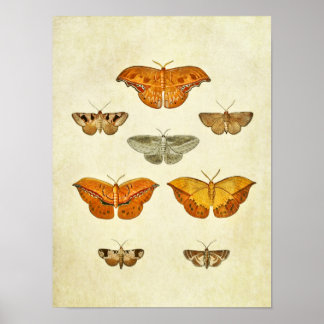 Vintager Schmetterling Print 272 Poster
