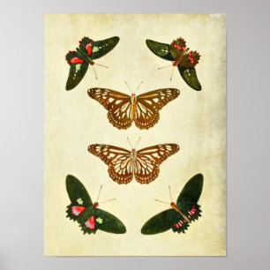 Vintager Schmetterling Print 279 Poster