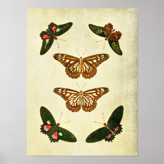 Vintager Schmetterling Print 279 Poster (Vorne)
