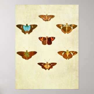 Vintager Schmetterling Print 284 Poster