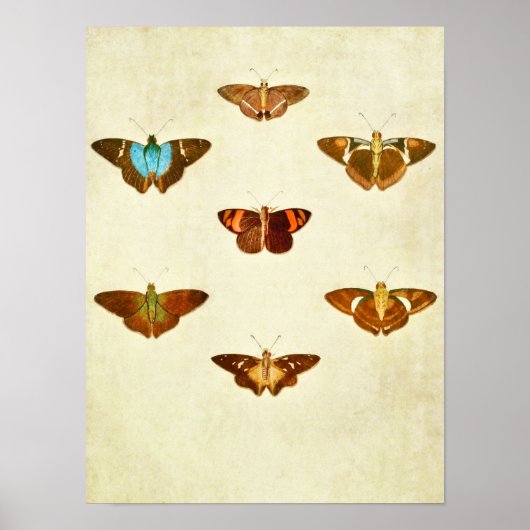Vintager Schmetterling Print 284 Poster (Vorne)