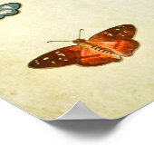 Vintager Schmetterling Print 300 Poster (Ecke)