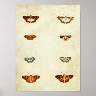 Vintager Schmetterling Print 300 Poster