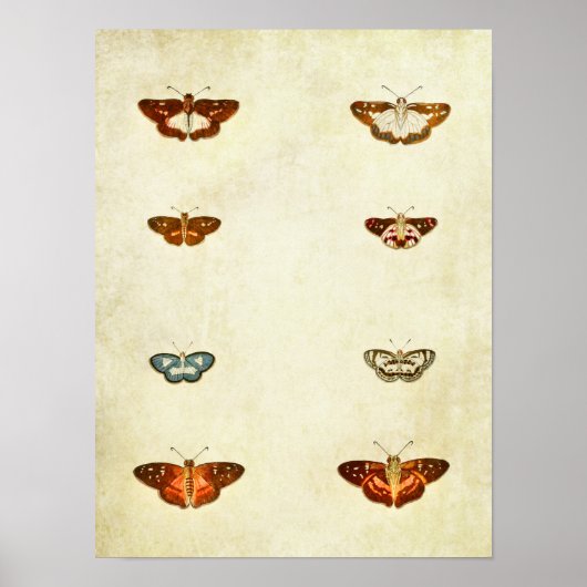 Vintager Schmetterling Print 300 Poster (Vorne)