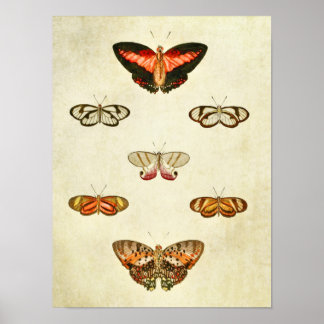 Vintager Schmetterling Print 315 Poster