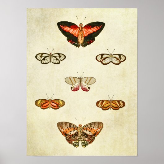 Vintager Schmetterling Print 315 Poster (Vorne)