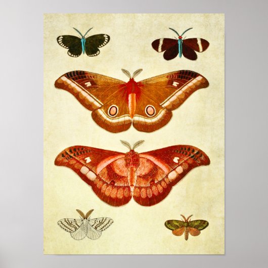 Vintager Schmetterling Print 322 Poster (Vorne)