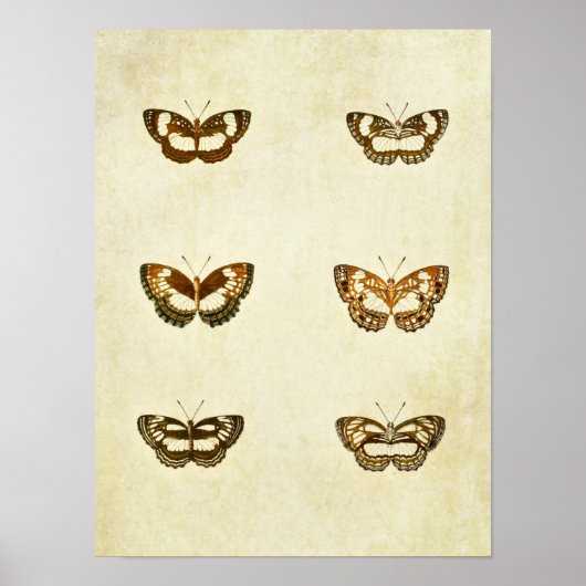 Vintager Schmetterling Print 327 Poster (Vorne)