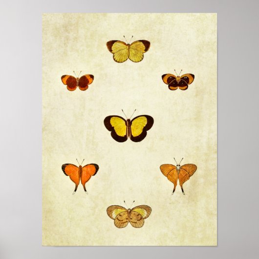 Vintager Schmetterling Print 331 Poster (Vorne)