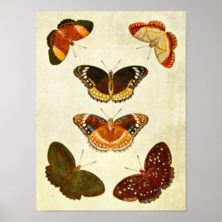 Vintager Schmetterling Print 349 Poster