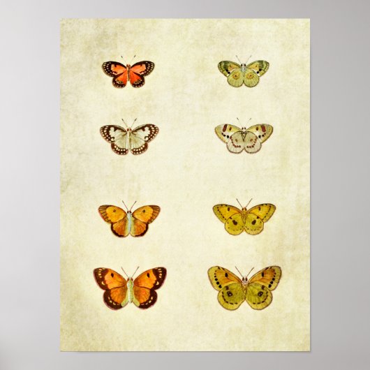 Vintager Schmetterling Print 351 Poster (Vorne)