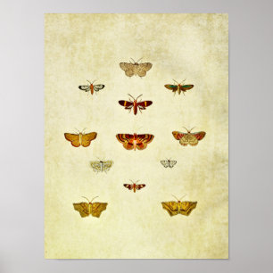 Vintager Schmetterling Print 357 Poster