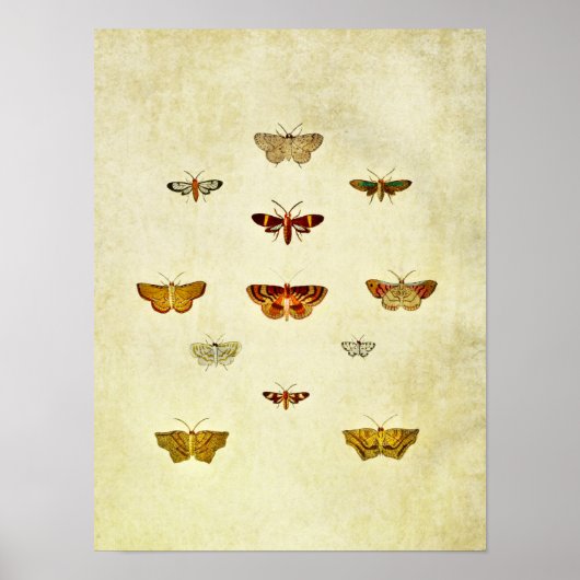 Vintager Schmetterling Print 357 Poster (Vorne)