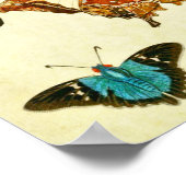 Vintager Schmetterling Print 364 Poster (Ecke)