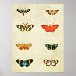 Vintager Schmetterling Print 368 Poster