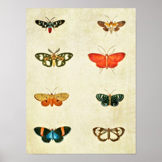Vintager Schmetterling Print 368 Poster (Vorne)