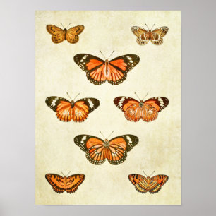 Vintager Schmetterling Print 375 Poster