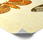 Vintager Schmetterling Print 395 Poster (Ecke)
