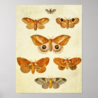 Vintager Schmetterling Print 395 Poster