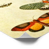 Vintager Schmetterling Print 398 Poster (Ecke)