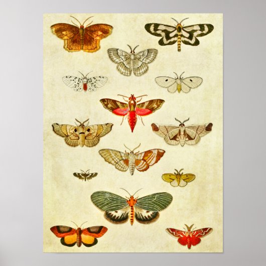 Vintager Schmetterling Print 398 Poster (Vorne)