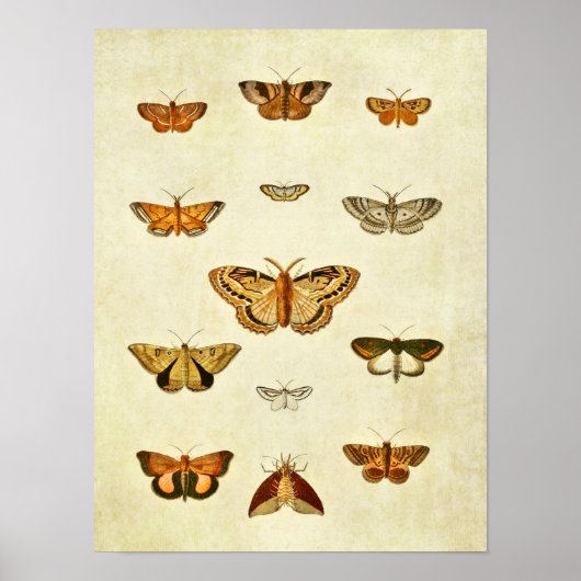 Vintager Schmetterling Print 399 Poster (Vorne)