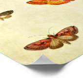 Vintager Schmetterling Print 400 Poster (Ecke)