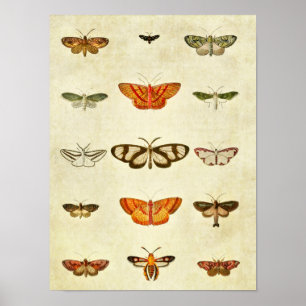 Vintager Schmetterling Print 400 Poster