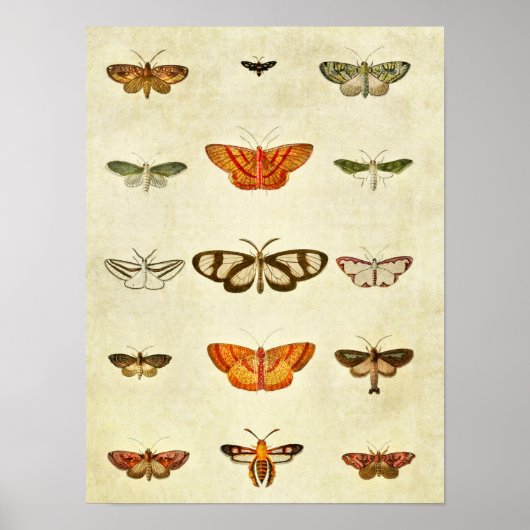 Vintager Schmetterling Print 400 Poster (Vorne)